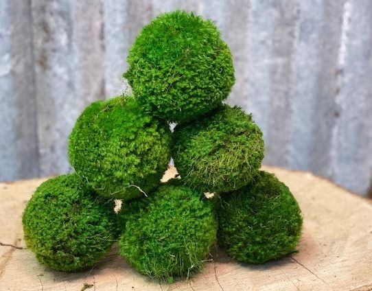 Moss Balls Small 4"